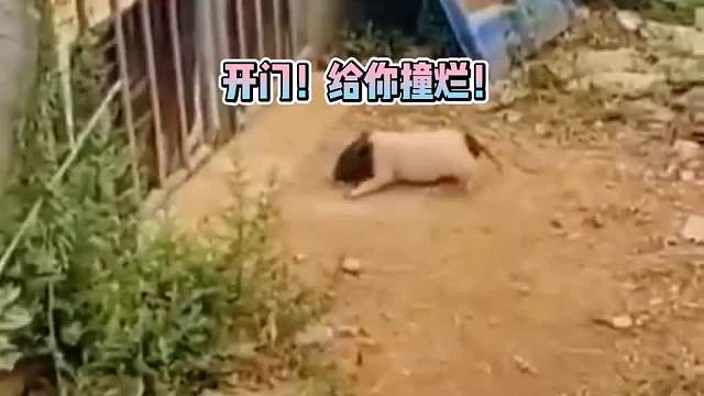 二歪被关在门外进不去，急得真撞门！