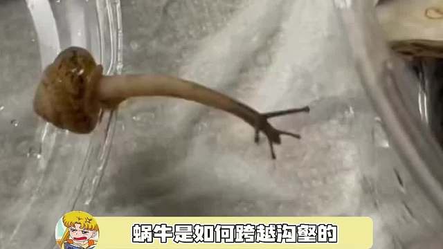 真怕它的壳piada一下拍碎在上面啊