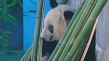 6月6日，北京动物园发布丫丫最新动态，在场中悠闲散步，竹子多多#丫丫最新视频