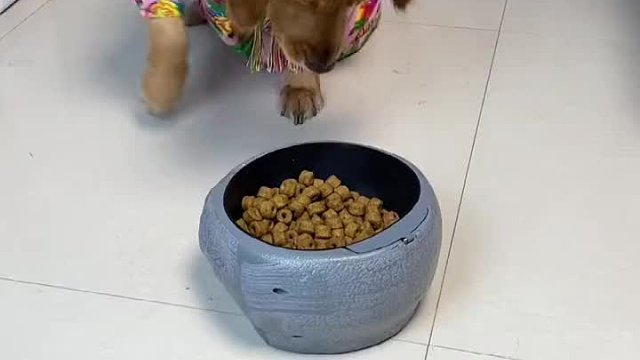 成精的狗遇到成精的盆