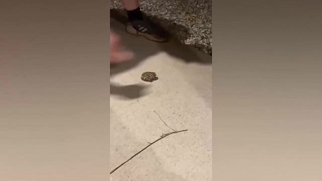 神奇搞笑动物视频