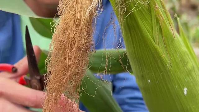 黄金玉米须你吃过吗？一个字：真香！