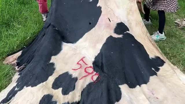  奶牛皮做出来的阿胶糕！你吃过吗？有一股淡淡奶香味！