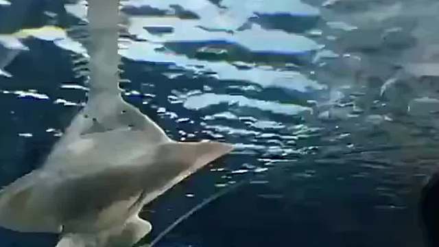 像极了老板的凝视【盯】