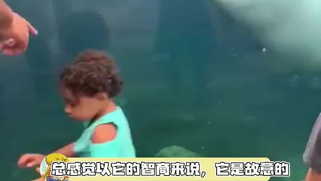 吓唬完还心满意足的离开，你们这些海豚还怪幼稚的嘞！