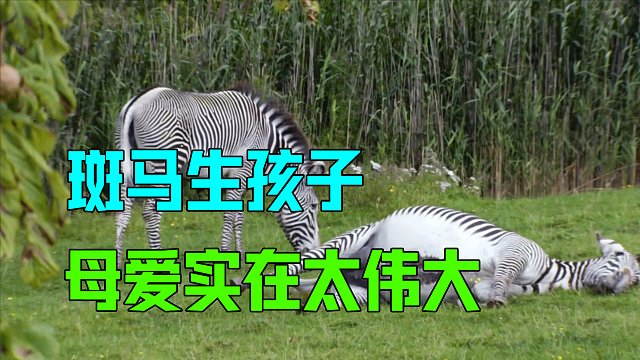 生孩子的过程有多痛，斑马妈妈差点难产致死