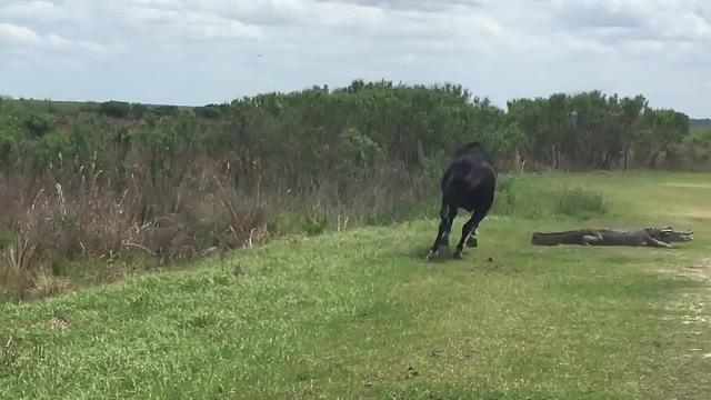 鳄鱼上岸晒太阳，却惨遭野马踩踏，这鳄鱼怕是废了吧！