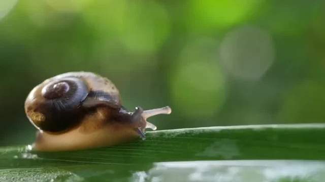 我真不知道蜗牛这么有伸缩性