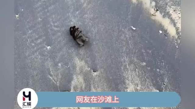 网友在沙滩上捡到一个螺旋状的鲨鱼卵，长成这个造型也太神奇了