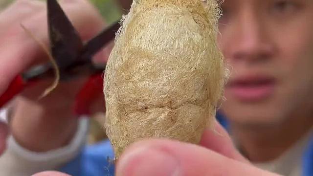 土焗高蛋白蚕蛹，你吃过吗？下期预告：这可是个宝贝