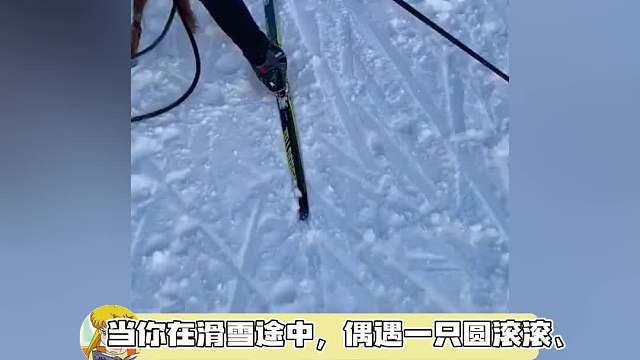 这个鼠鼠好可爱，他是不是想搭个顺风车