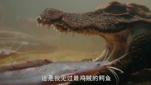 鳄鱼也很鸡贼！为了吃一口鲶鱼，张大嘴生生在水底憋气2个小时！