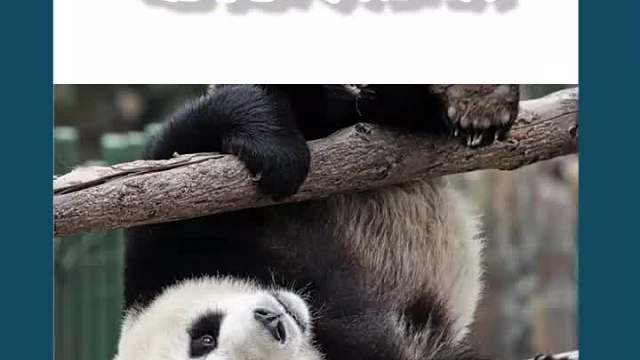 还有动物会吃噩梦的？