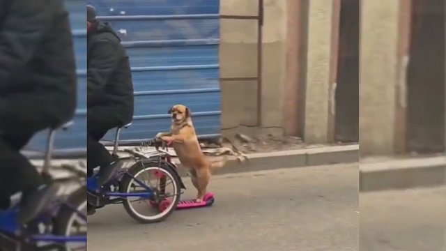 大爷在街上用滑板车遛狗，网友：大爷这是真的不把它当狗啊