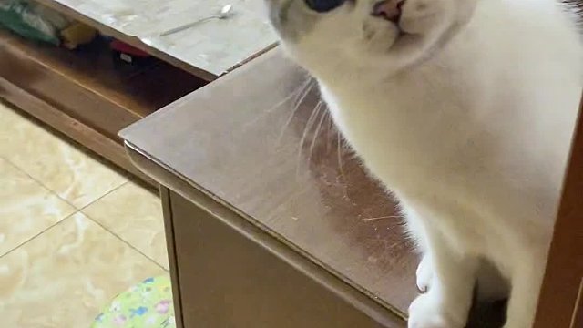 当我化完妆后，我家两只猫都不认识我了！