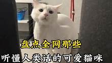 能听懂人话的可爱猫咪，当年高考的时候它就坐在我前桌#听懂人话的猫 #猫咪的迷惑行为 #会说话的猫咪