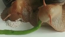 蜗牛吃饭