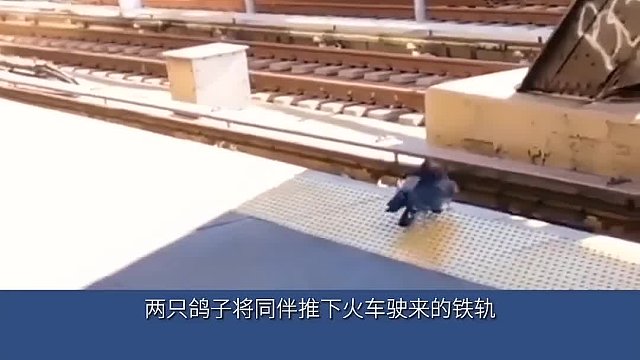 鸽子能有什么坏心思？