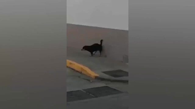 可爱有趣的宠物视频