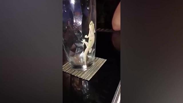 萌宠搞笑诱惑测试