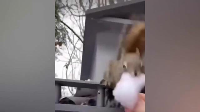 有趣的动物尽量不笑动物