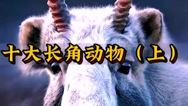 十大长角动物（上）