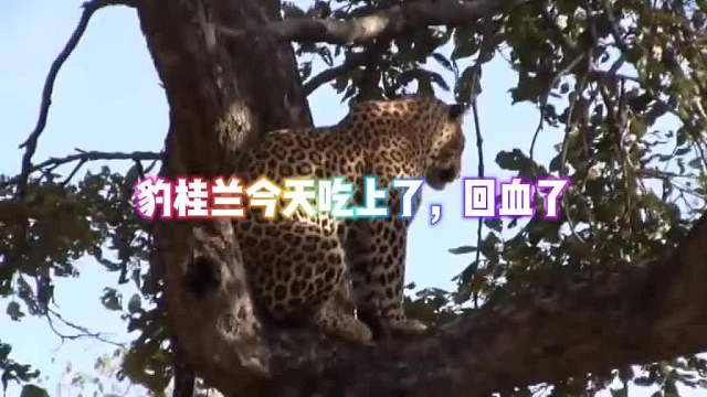 豹桂兰今天用了一种从天而降的掌法，终于吃上了！