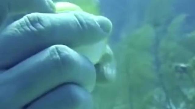 《关于在海底打开鸡蛋》这件事