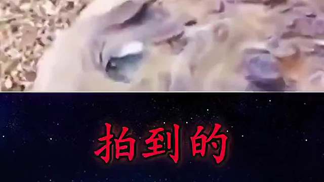 传说中的龙真的存在吗？ 拍到的那些不明生物 