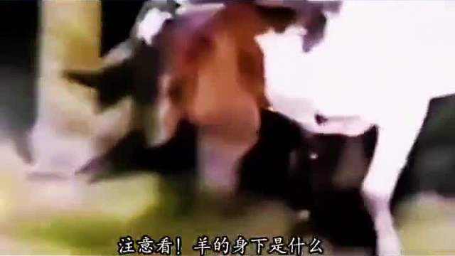 拍到的诡异一幕 拍到的那些不明生物