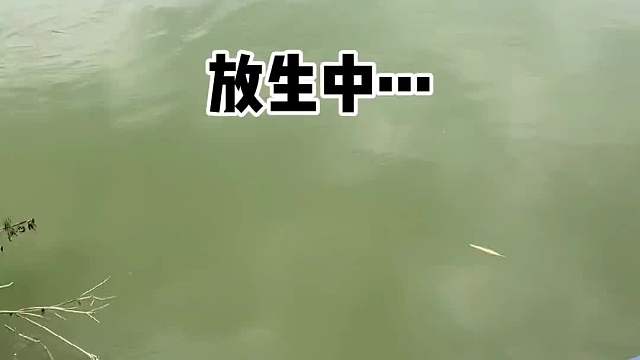 这个鱼你知道叫什么名字吗？