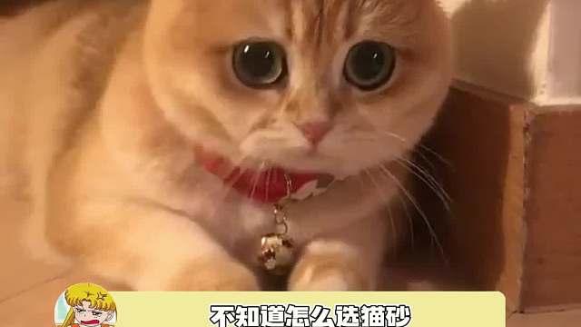 爱笑的猫咪运气不会太差