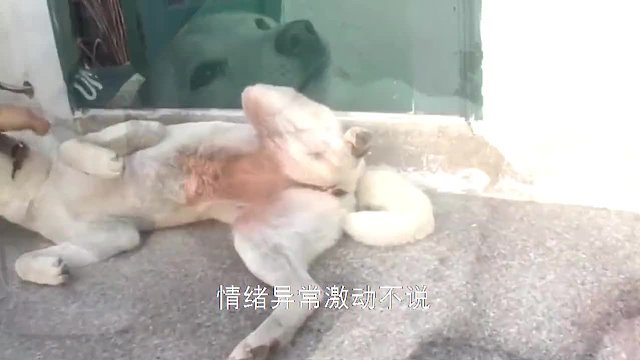 狗狗经常无缘无故“自残”，将大腿咬得千疮百孔，究竟是为什么？