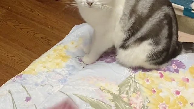 有了桑葚再也不用担心没零花钱了！