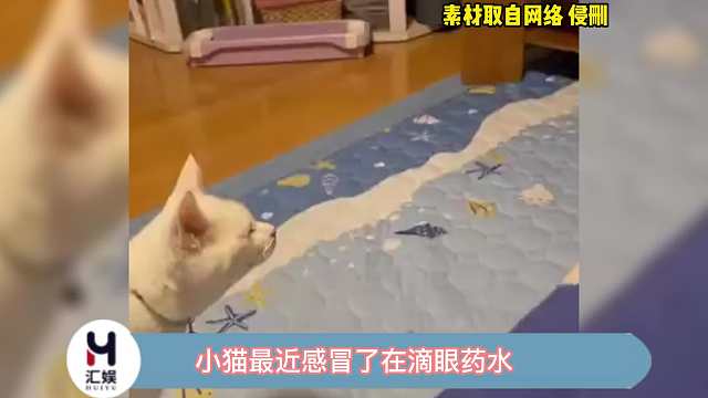 太可爱了，好想给它滴眼药水~