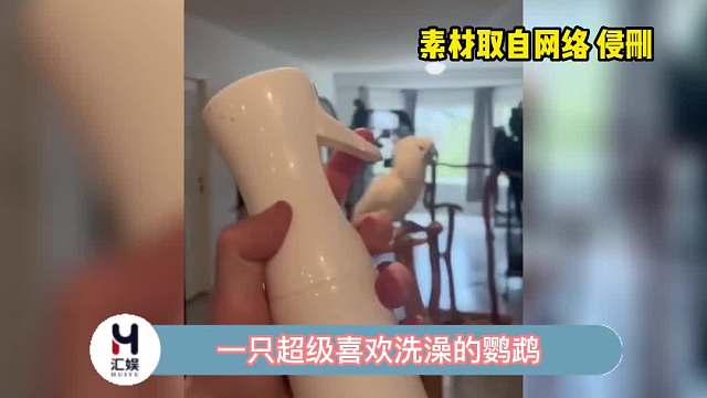 一只超喜欢洗澡的鹦鹉，怪不得那么干净呢！
