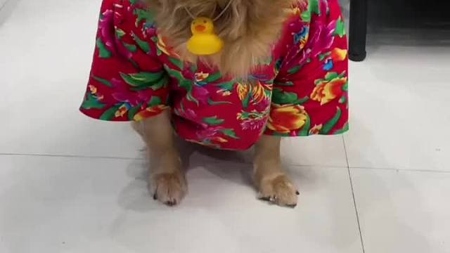 狗子这次混出息了