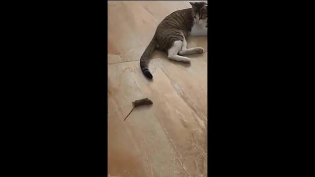 有趣的动物尽量不笑动物