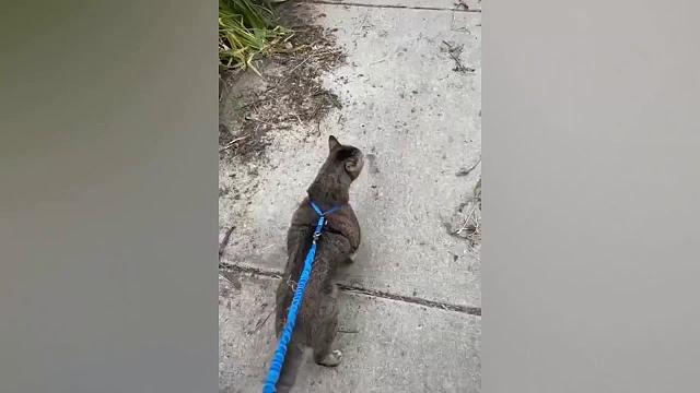 有趣的动物尽量不笑动物