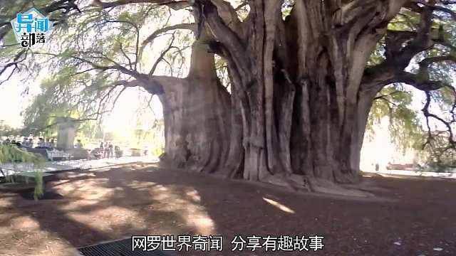 那些被树吞噬掉的东西！栏杆被一口吃掉，自行车融为一体