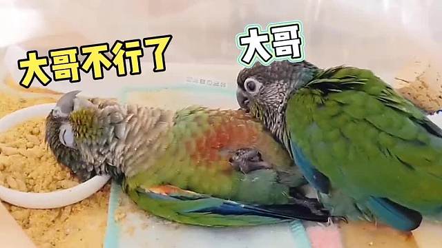 大哥的临终遗言！