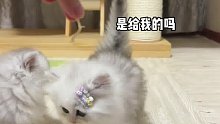 吃个肉肉也太难了吧米努特矮脚猫小奶猫的成长日记猫咪