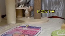谁矮谁吃亏米努特矮脚猫小奶猫的成长日记猫咪的迷惑行