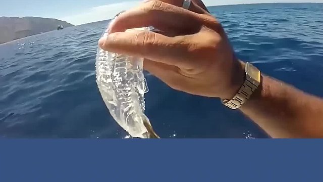 国外男子捕捉到一条透明鱼，老渔民看到后大喊：快放生