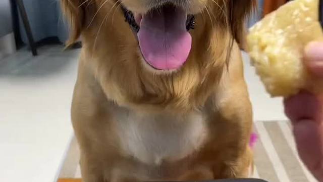 别睡了，快起床吃粽子了！