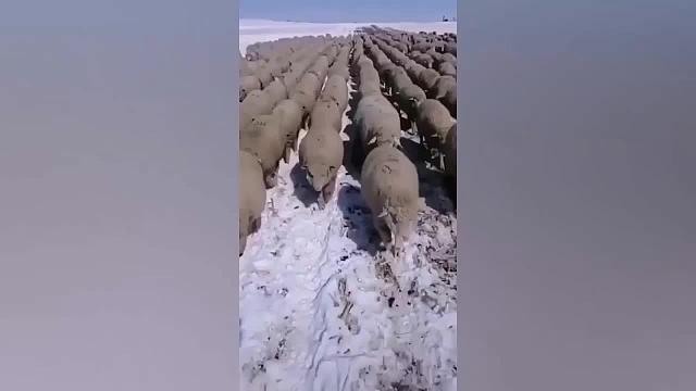 有趣的动物尽量不笑动物