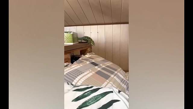 可爱有趣的宠物视频