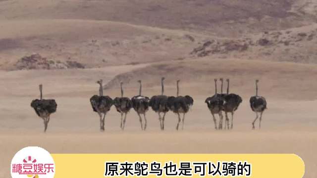 从小就想鸵鸟能不能骑，果然能骑，人是真不会放过一个会跑的……