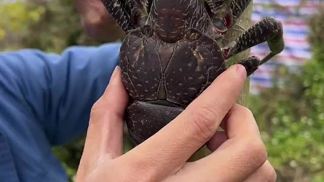 上抓的大蜘蛛，你吃过吗？