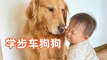 当大暖男遇到学走路的小宝宝，变成了学步车狗狗